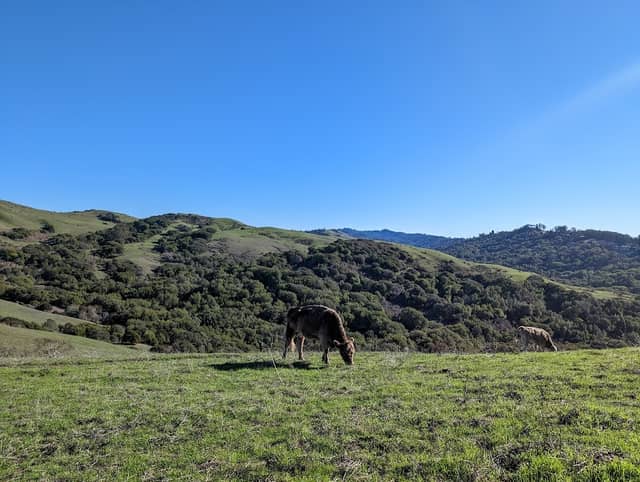 Wildcat Canyon Regional Park - Image 3