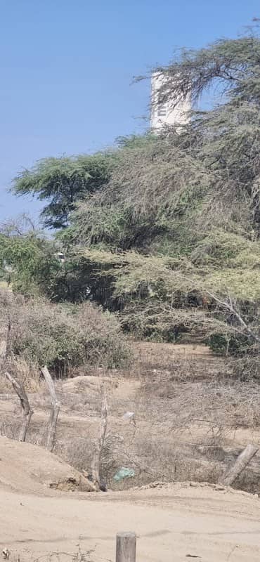 Bosque - Image 2