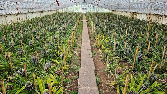Plantação Ananases A Arruda - Image 2