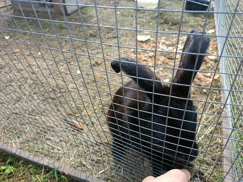 Mini ZOO - Image 1