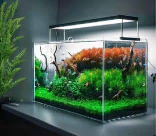 Aquatic plants - Image 2