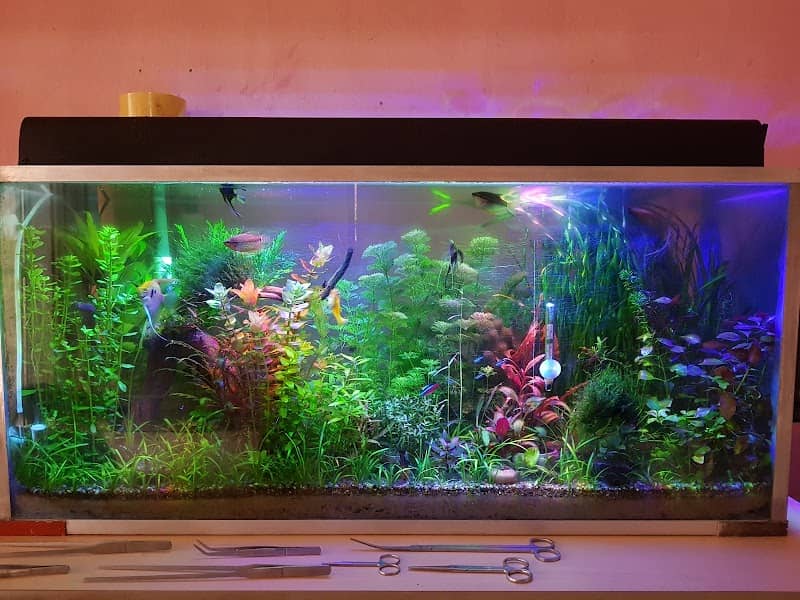 Aquatic plants - Image 1