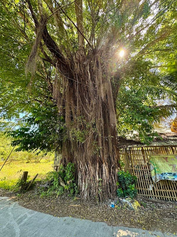 Alaguisoc Giant Balete Tree - Image 1