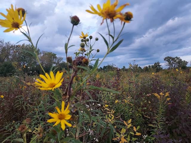 Cressmoor Prairie Nature Preserve - Image 2