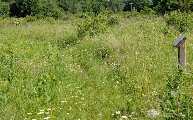 Cressmoor Prairie Nature Preserve - Image 1