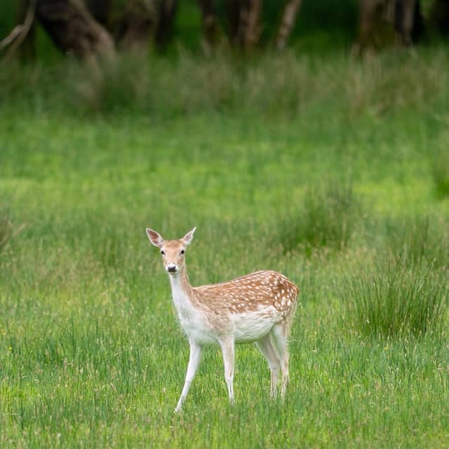 Deer habitat - Image 1
