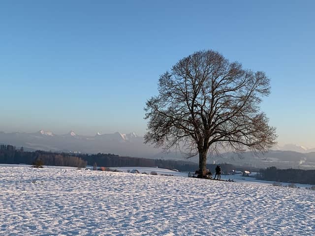 Linde (Boum) - Image 2
