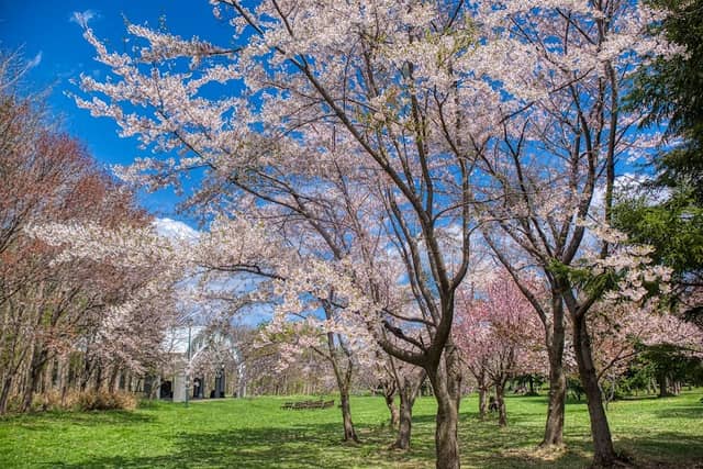 Hoshimi Ryokuchi Park - Image 1
