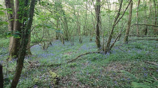 Whitleigh Woods Local Nature Reserve - Image 2