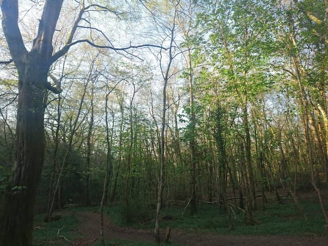Whitleigh Woods Local Nature Reserve - Image 1