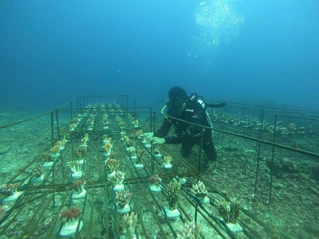 SAMUDERA DIVE OPERATOR - Image 3