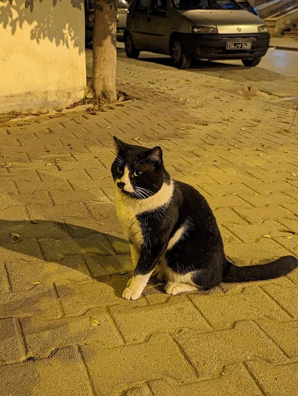 Handsome cat - Image 1