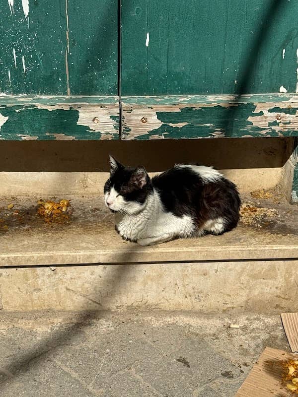 Handsome cat - Image 2