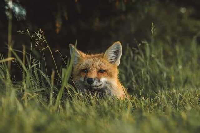 Wild Alba Tours - Image 1
