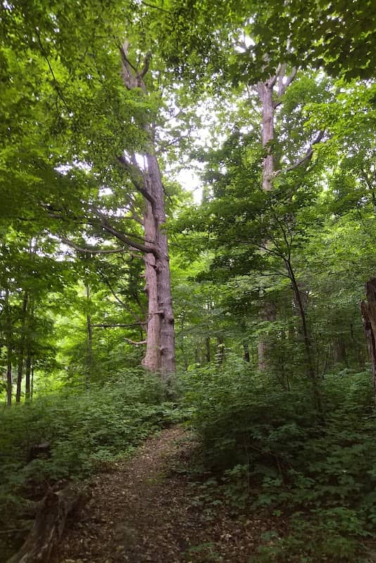 Woodstock Sliver Trail - Image 1