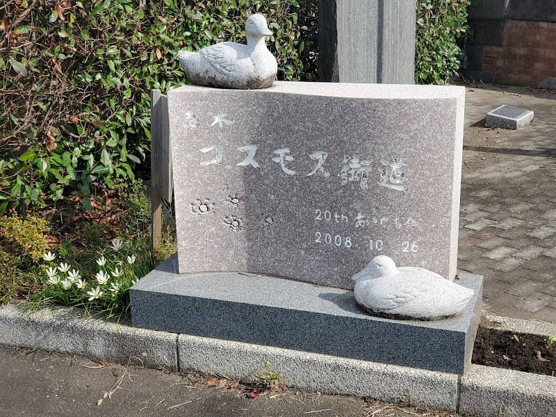 Shiki Cosmo Flowers Avenue - Image 2