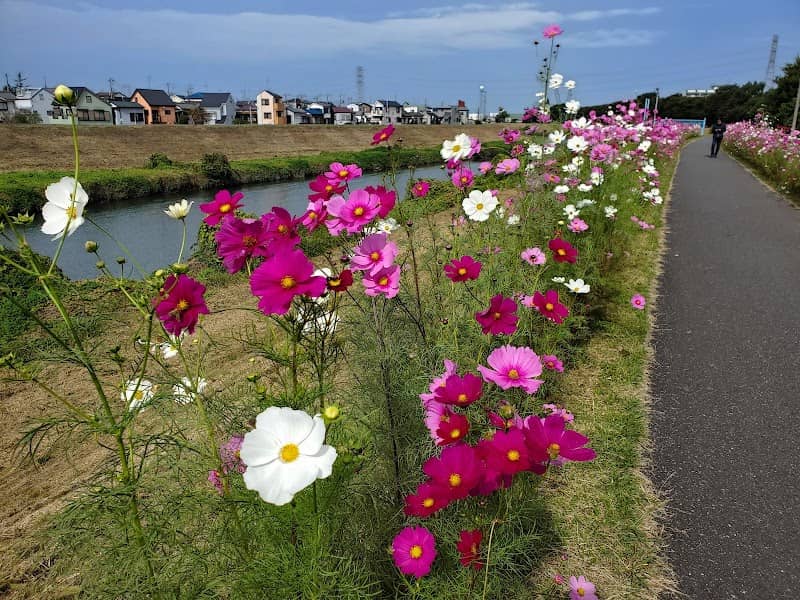 Shiki Cosmo Flowers Avenue - Image 1