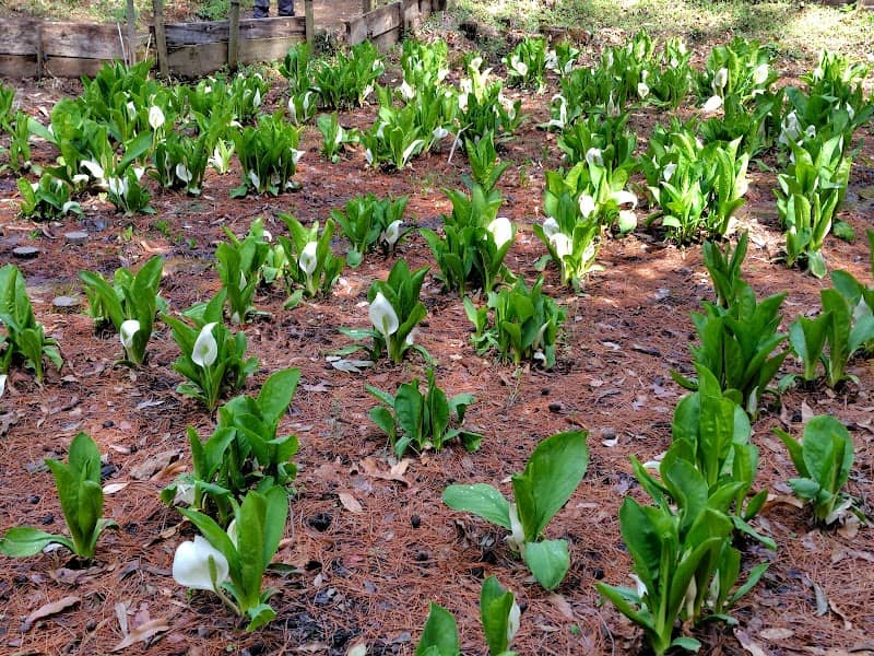 Colonies of Skunk Cabbage - Image 1
