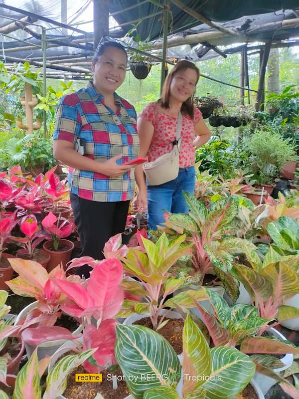 Antique Garden Club Plant Display Marketing - Image 3