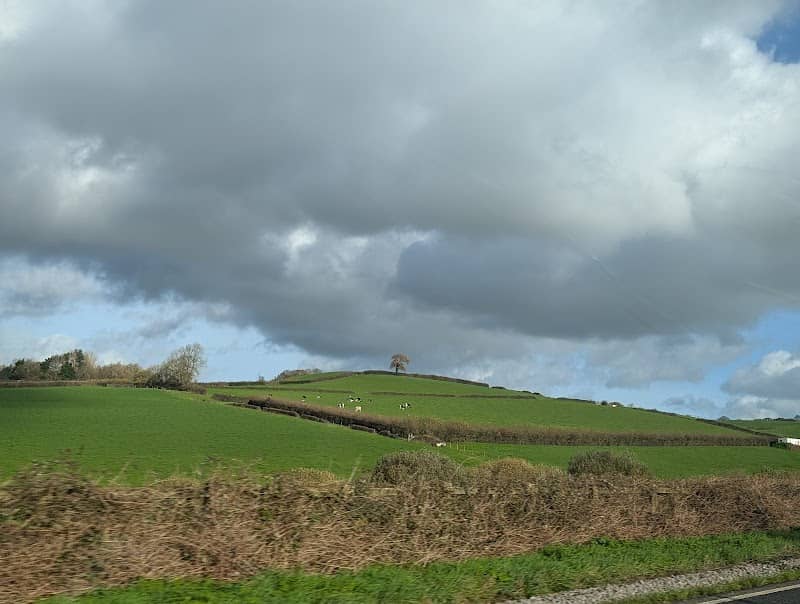 Ad's Tree - Image 1