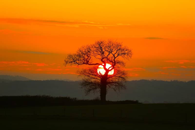 Ad's Tree - Image 2