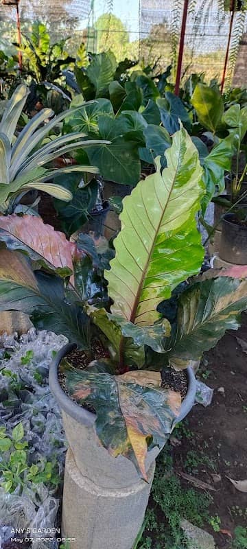 Any's Garden - Image 1