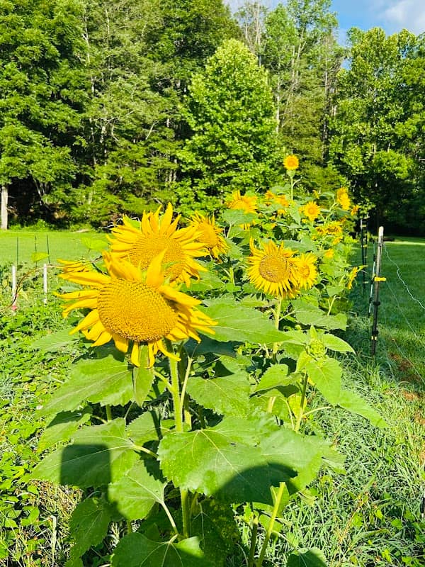 Pine Creek Farms - Image 1