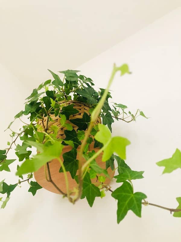 THE JUNGLE FLOOR - Image 2