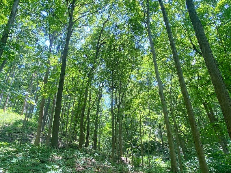 Moyer Gould Woods - Image 1