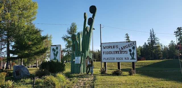 World's Largest Fiddleheads - Image 1