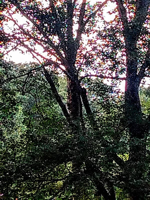 Evelyn Trail - Image 2