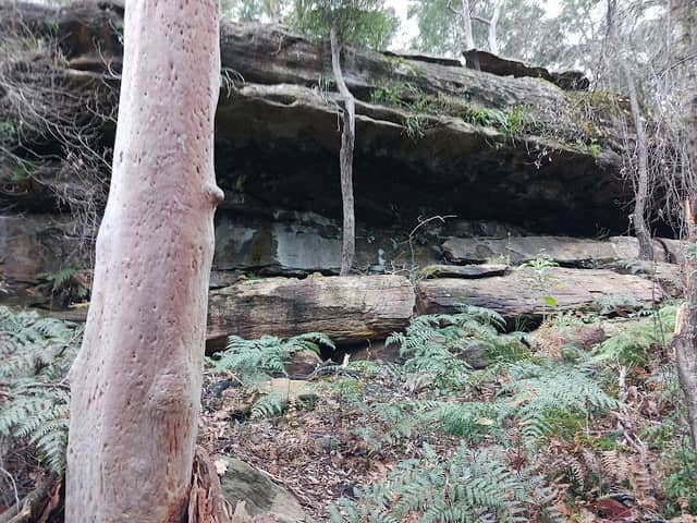 Casuarina Track - Image 2