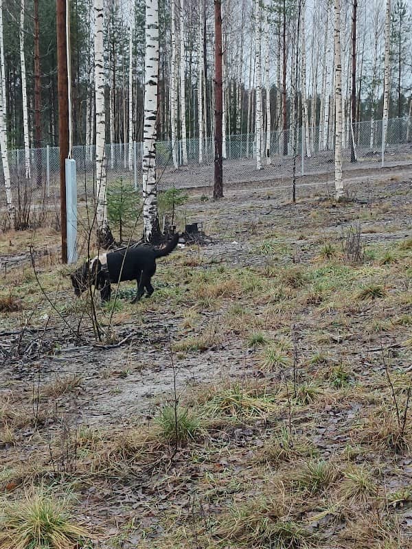 Marjalan koirapuisto - Image 1