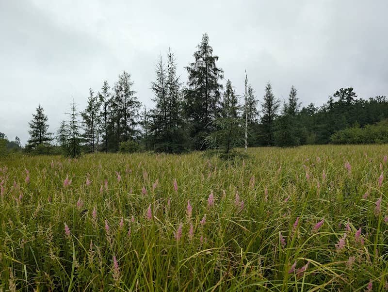Pea Creek Sedge Meadow State Natural Area - Image 1