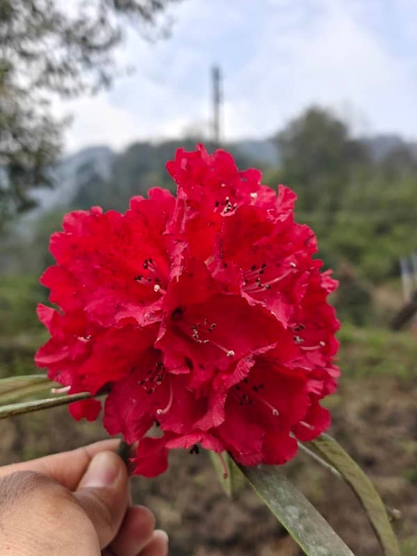 Flower Valley - Image 3