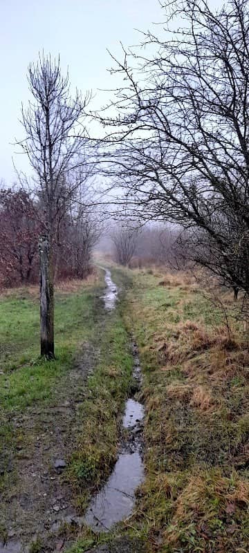 Sirhowy Hill Woodlands - Image 2