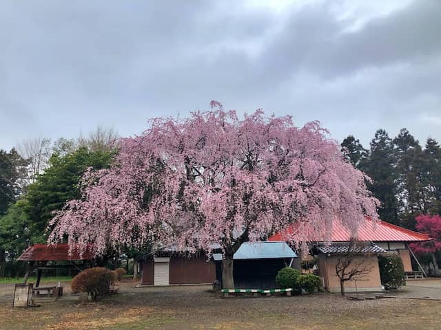 石戸宿しだれ桜 - Image 1