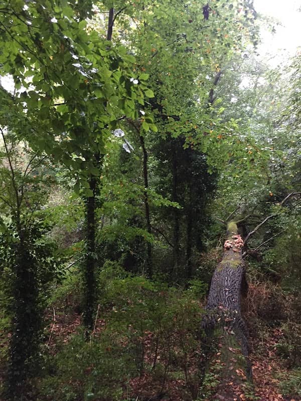 Cave Woods - Image 2