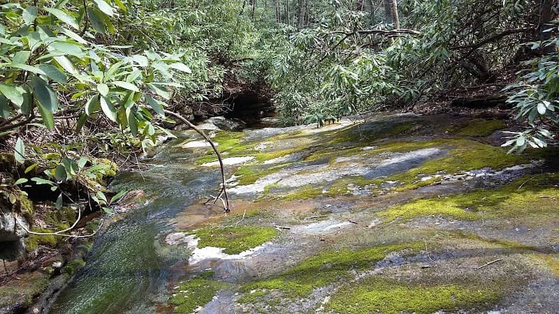 Unaka Mountain Wilderness Area - Image 2