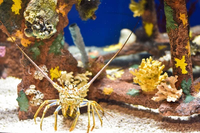 Museum of Coastal Carolina - Image 3