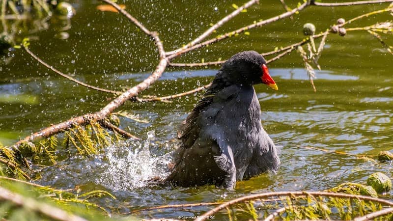 Observatoire ornithologique - Image 2