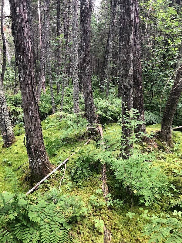 North Country Trail - Brule Bog Boardwalk - Image 3
