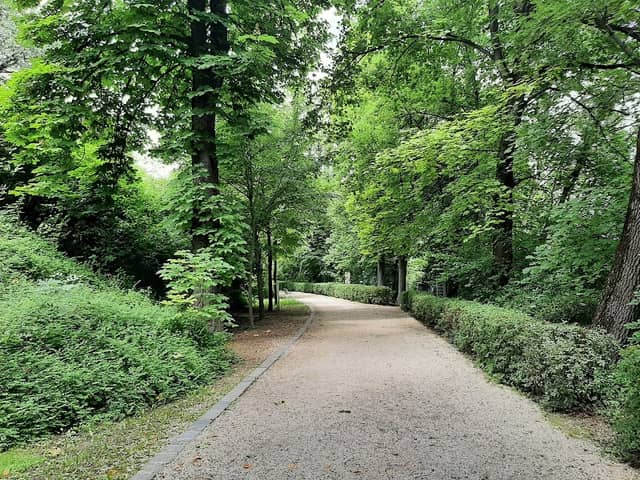 Vadgesztenyefasor - Image 1
