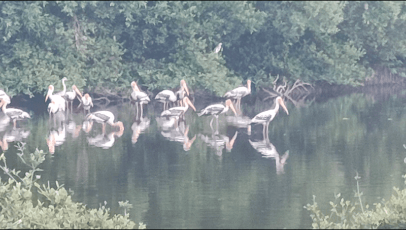 பறவைகள் சரணாலயம்/Birds Sanctuary Karaikal - Image 1