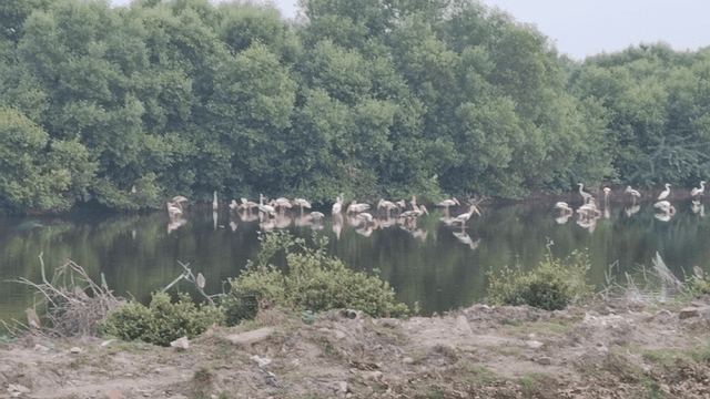 பறவைகள் சரணாலயம்/Birds Sanctuary Karaikal - Image 2