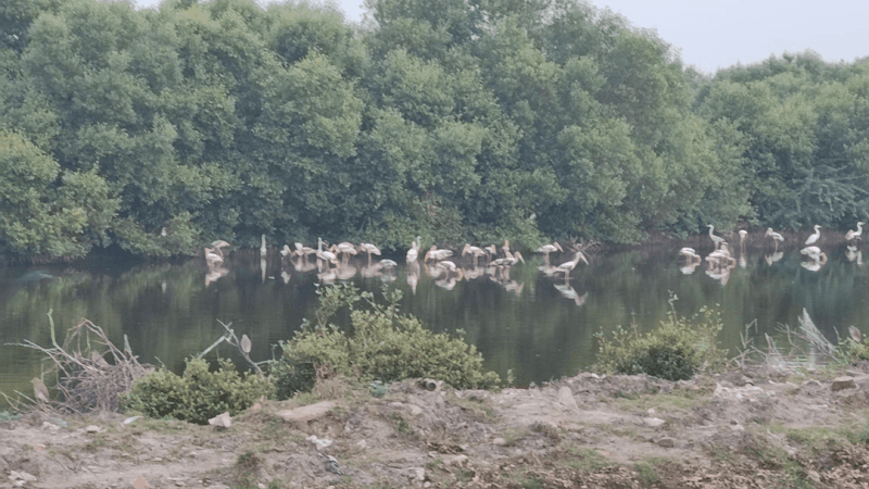 பறவைகள் சரணாலயம்/Birds Sanctuary Karaikal - Image 2