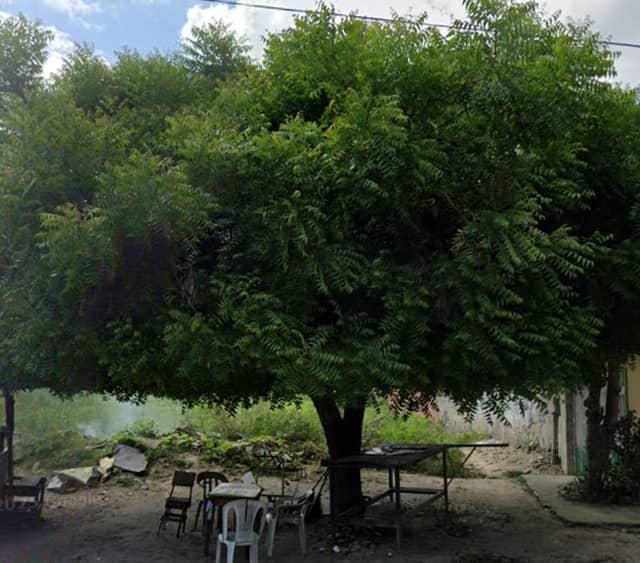 "La Parte del Árbol" - Image 1