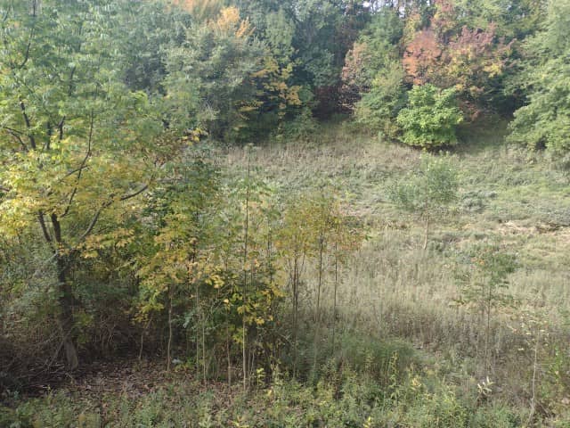 Lanphier park - Image 1