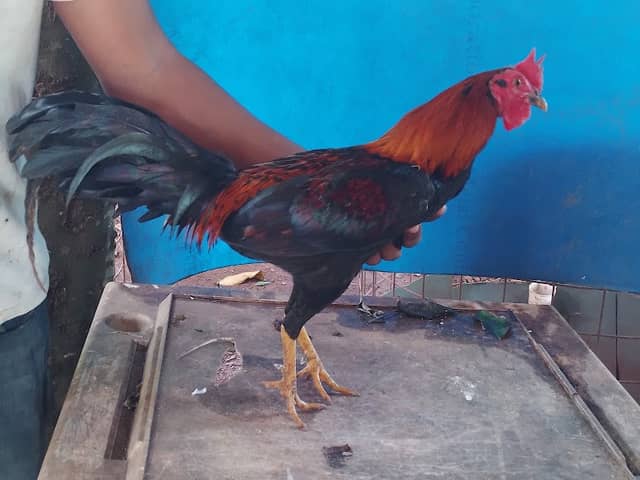 FINCA AMIN - Image 1