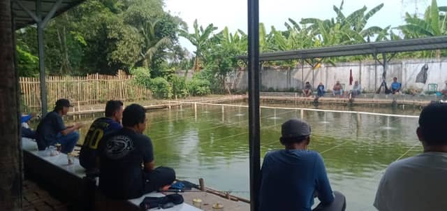 Pemancingan Ikan Mas ( MrS Fishing) - Image 1